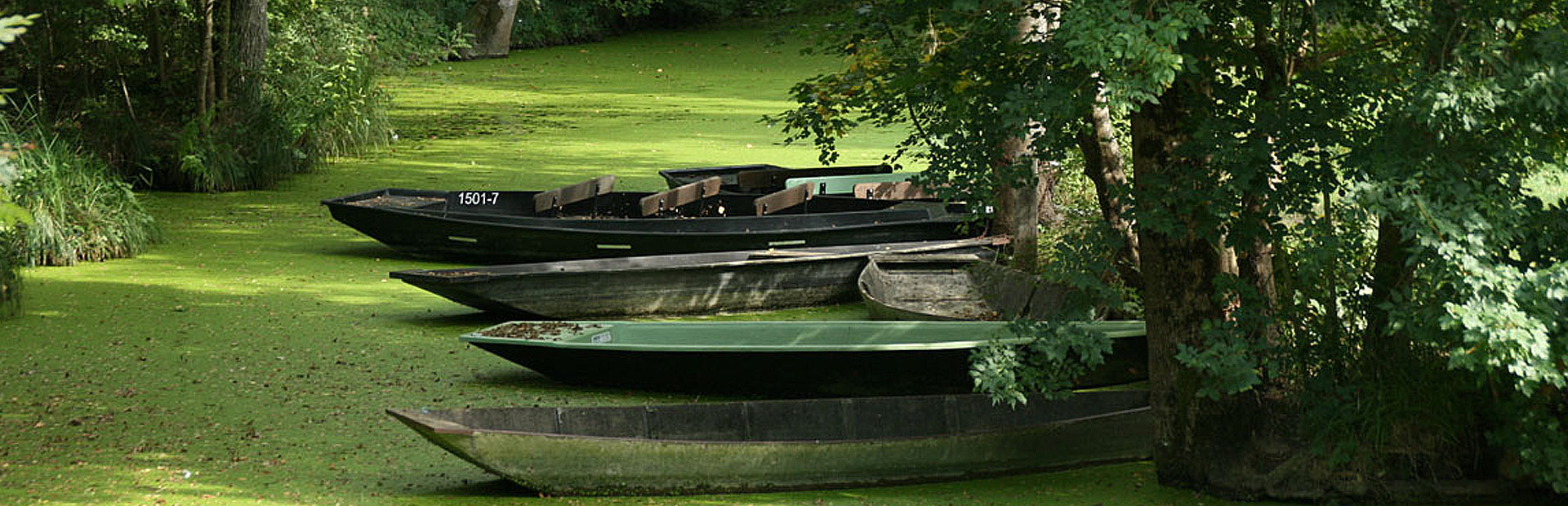 Promenades en bateau dans la Venises verte